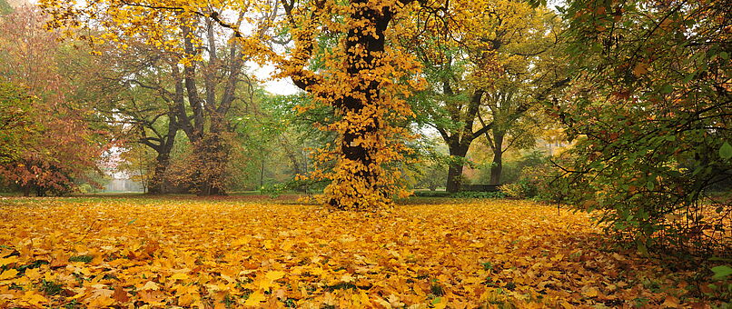 Botanischer Garten im Herbst ©Botanischer Garten Wien